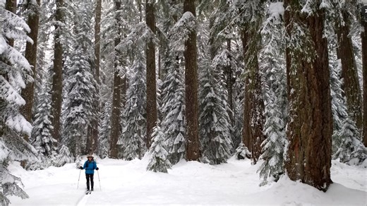 Ski or snowshoe green tunnels of old-growth forest at Big Springs Sno Park