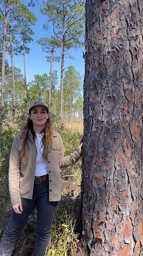 TERMINOLOGY TUESDAY 🌿 w/ the Florida Native Plant Society! Meet the Longleaf Pine! Longleaf Pine Pinus palustris Family: Pinaceae The most distinctive and ecologically important pine species in the Southeast! Longleaf is a large and long-lived species, reaching 100 feet tall and living as long as 400 years! This species is the foundation of the biodiverse Longleaf Pine Ecosystem, which once covered up to 90 million acres of the Southeastern Coastal Plain. This ecosystem and the tree it’s named