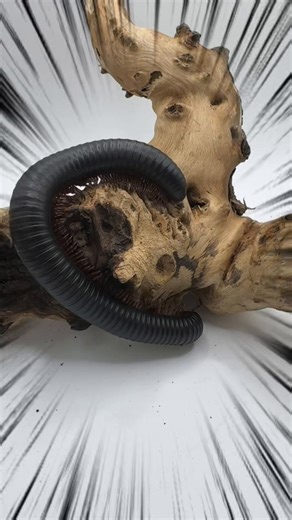 GIANT AFRICAN MILLIPEDES AVAILABLE! Looking for a unique, calm, and fascinating invert? Giant African Millipedes are here and ready for new homes! ✔ Large, impressive display species ✔ Docile & easy to handle ✔ Great for beginners and experienced keepers ✔ Low maintenance with simple care needs ✔ Excellent educational & bioactive-friendly pets Perfect for anyone wanting something different but manageable. Available now at Keowee Exotics 📩 Message us for pricing, care questions, or availability 