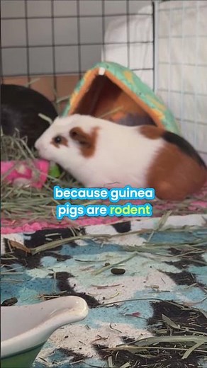 Can Domesticated Guinea Pigs Survive if Released to the Wild?