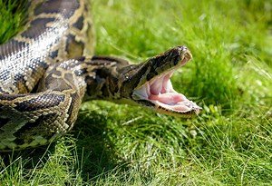 Researchers Uncover How Burmese Pythons Swallow Enormous Prey