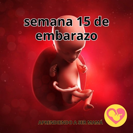Semana 15 de embarazo🤰 El embarazo semana a semana | Aprendiendo a ser Mamá