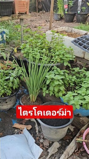 Trichoderma fungus controls insects in the garden.