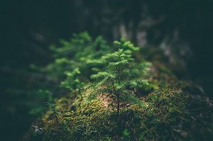 50 Lieder über Umwelt, Klimawandel, Erde | Popkultur.de