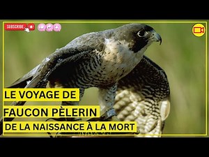 Vie du Faucon Pèlerin — De la Naissance à la Mort | L’Histoire du Rapace le Plus Rapide du Monde