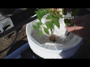 Hydroponics, Dutch Bucket, Transplants & NFT