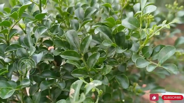 All About Murraya Paniculata/Dwarf Madhukamini/Dwarf Orange Jasmine Plant Care 🪴 😍