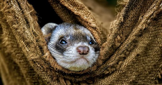 Quelles sont les différences entre une belette et un furet ?