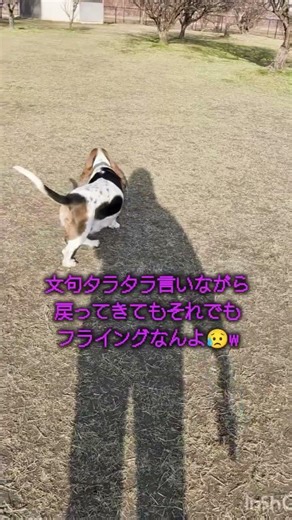 イノシシみたいな犬🐕️🐗#shorts#しぇりの日常 #bassethound#愛犬#puppy#可愛い#癒し#いぬ#中型犬#大型犬#automobile#ASMR#いぬのいる生活#いぬのきもち