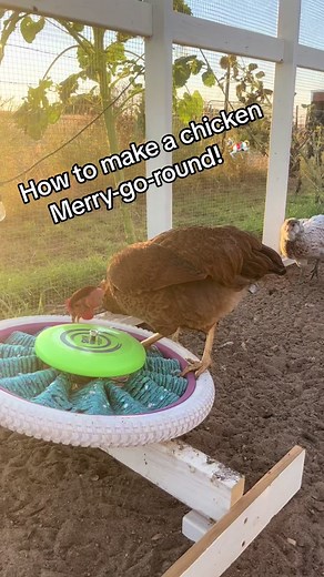 Do you have to have a Merry-Go-Round for your chickens? No! But does it make things a whole lot cooler??? You bet it does! #chickenenrichment #chickentok #diy #backyardflock #backyardchickens #chickenmom #fyp #foryou #foryoupage