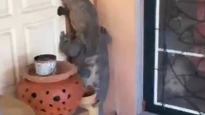Monster lizard tries to get in man's house