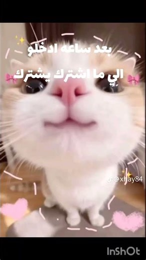 ٤ مارس، ٢٠٢٦