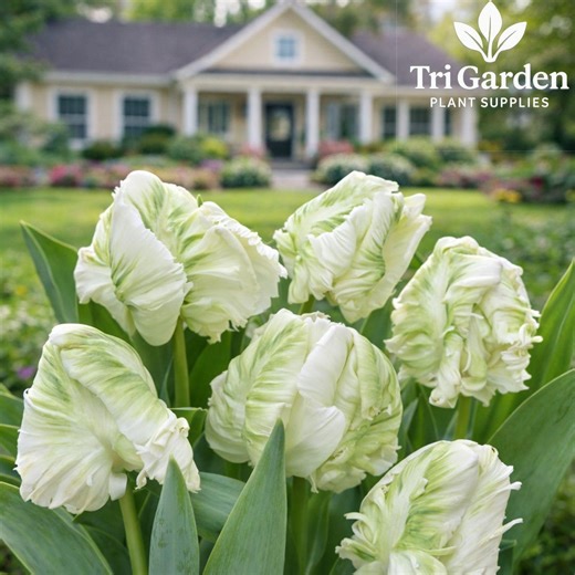 Super Parrot Tulip Bulbs | Exotic Fringed Spring Blooms (5 Bulbs) - Etsy