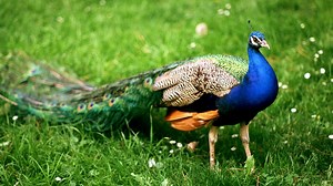Can You Have Peacocks As Pets?