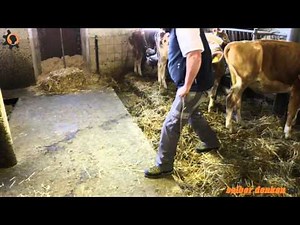 Rinder aus dem Stall