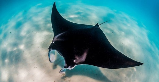 10 Interesting Manta Ray Facts, Plus a Newly Discovered Species