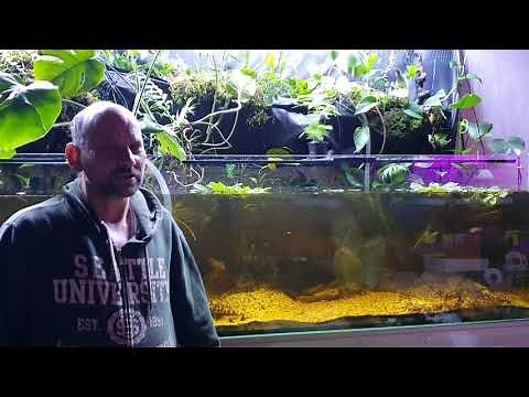Kleine Fische für das 60 Liter bis 100 Liter - Aquarium