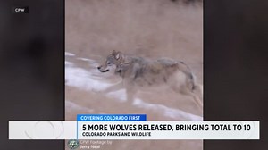 All 10 gray wolves captured in Oregon now reside on Colorado's Western Slope