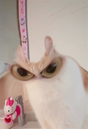 可爱的小猫视频分享