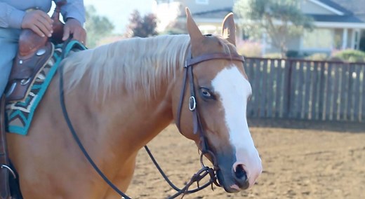 119K views · 1.8K reactions | Why use a Snaffle Bit? World Champion...