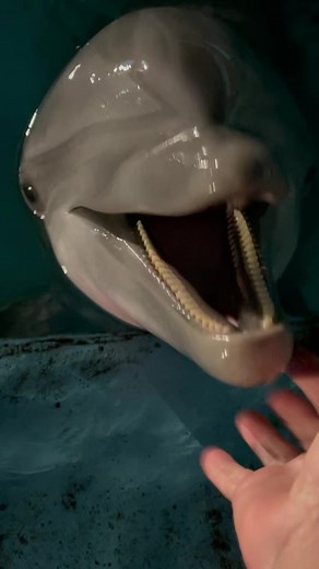 Giggling Dolphin: The Joy of Dolphin Laughter