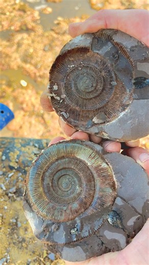 Last chance! *use code AMMOFOSSIL20 for 20% off” at yorkshirefossils.net 😱🦖 Cracking open ammonite rocks is really fun, educational and you keep the fossil forever! 🦖🦕 If you would like some of your own ammonite rocks to crack open yourself at home, please go to our website Yorkshirefossils.net (link in bio) 😊 Thank you in advance for supporting the page, if you decide to get some ammonites I hope you really enjoy opening them! | Yorkshire Fossils