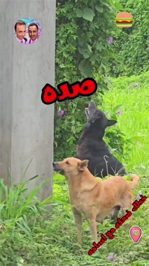 حيوانات تتحدث وتضحك مع أسامة