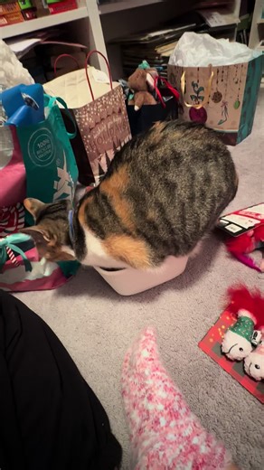 Spicy the Kitten Wants All the Toys