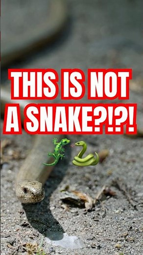 Amazing Slow Worm Facts - Guess what? Not a snake! - SFFOT