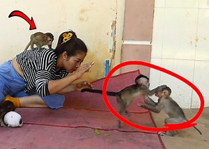 9.2K views · 182 reactions | Angel Alien and Jandy very happy when Mom teach this for them | Monkey Family | Facebook