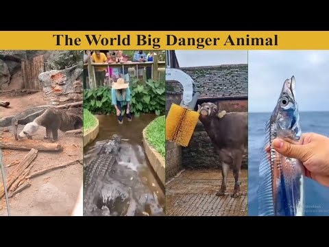 Biggest Bulls Farm Technology| Most Advanced Farming | JT Works TV