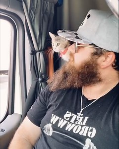 In truck driving communities, trucker cats are considered an ideal (and super cute) co-pilot. | Cheezburger
