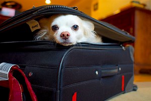 There’s a Pet on Your Flight, and You’re Allergic: What to Do - Petful