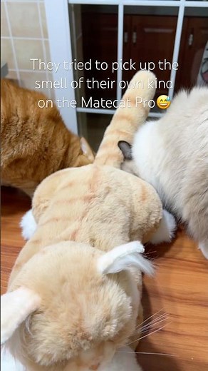 Our Matecat Pro is so realistic 😭 #chongker #cat #robotcat #robotanimal #companionanimal