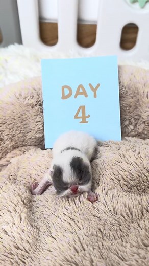 Kitten Growth From Day 1 to Day 49 🐾❤️ #kitten #growth | Baby Cat