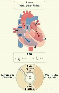 3.1K views · 43 reactions | #phases_of_cardiac_cycle | Health & Medicine-AW | Facebook