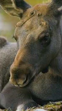 These Alaska Animals Heal Faster Than You'd Believe #shocking #wildlife #nature