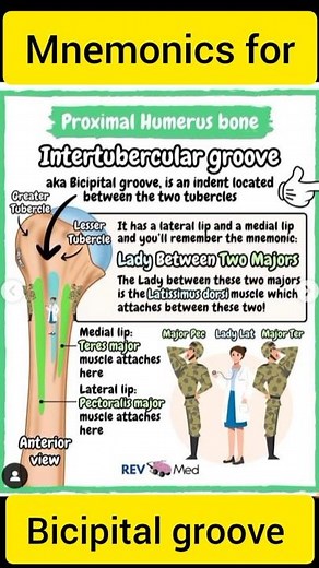 Bicipital Groove Mnemonics | Easy Tricks to Remember Muscle Insertions