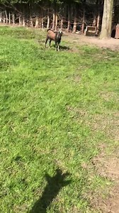 113K views · 7.7K reactions | Pour nos boucs et chèvres  tout va bien  ici on bronze,on galope, on saute, on profite du soleil ☀️ et aussi on réclame des câlins 珞 | La SPA - Refuge de Saint Omer | Facebook