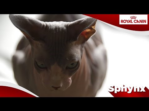 Sphynx