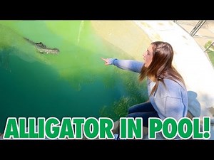 🐊 ALLIGATOR IN NEW HOUSE POOL?! 🐊