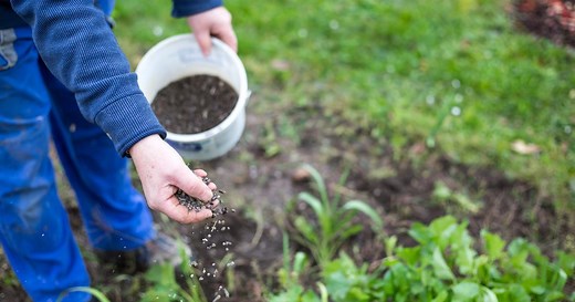 Pourquoi utiliser du guano au jardin ?