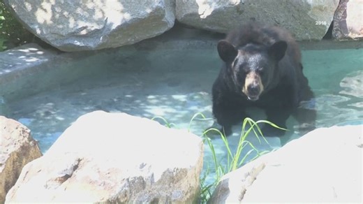Wednesday is opening day for the Maine Wildlife Park for the summer season