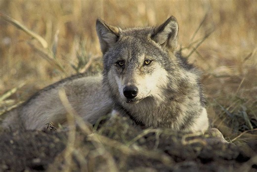 Oregon’s wolves surge to historic high, but sparks new farm frustration