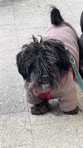 …“Armer Hund“, lebt mit dem Herrchen auf der Straße 😳