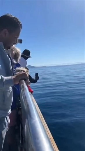 They were filming the ocean… until the orca decided to film them 🐋📱 Real fear. Real reactions. Real nature. #OrcaPower #OceanDrama #TouristShock #FBLifestyle #RealFootage | Zack Orca Films