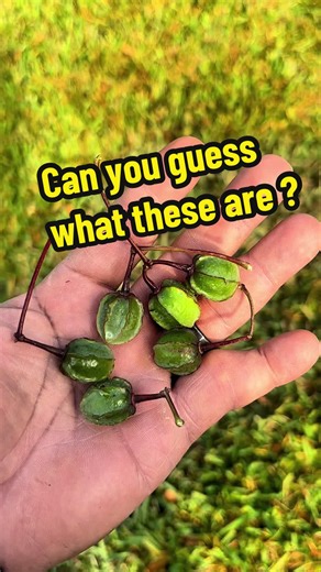 Can you identify these #seeds #seedpods #andrethefarmer #gardening #permaculturelife