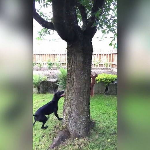 9.9M views · 4.7K reactions | The most intense game of chase ever! Squirrel mugged him off  via ViralHog | UNILAD | Facebook