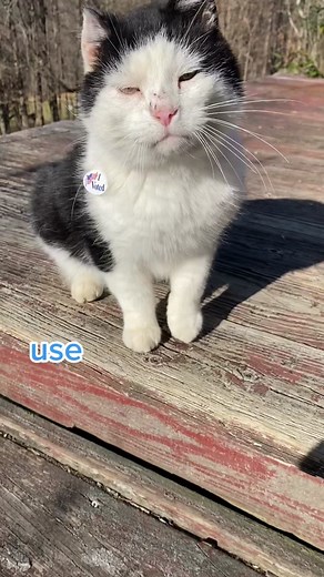 Make Your Voice Heard on Toupsday! Go Vote Now