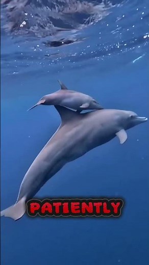 The Dolphin That Teaches Others to Use Tools 🐬🔧 | Nature’s Smartest Secret